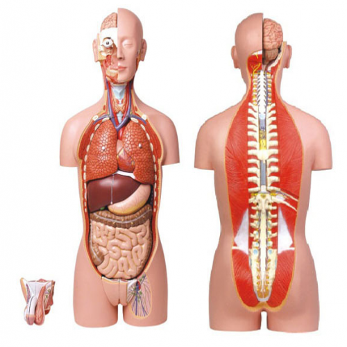 男、女兩性人體背部開放式半身軀干模型（87cm/27件）